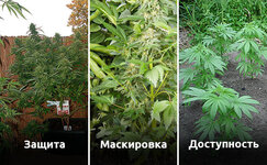 vybiraem-luchshee-mesto-dlya-vyrashchivaniya-organicheskogo-kannabisa__otlVwDebJf6vwlzJ.jpg