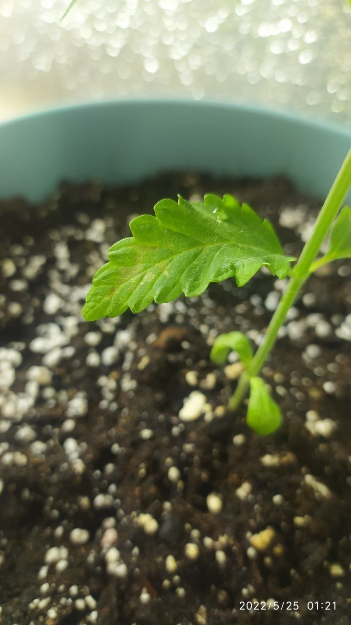 photo_2022-05-25_11-31-52.jpg photo_2022-05-25_11-31-52.jpg