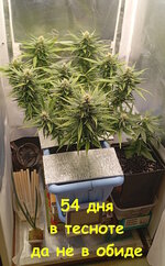 54 дн (4).jpg