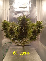 61 дн (1).jpg