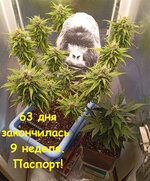 63 дн паспорт (1).jpg