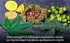 Obrashchajte-vnimanie-na-terpenovyj-profil__JrRprrVmd4XqsBgF.jpg