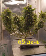65 дн (3).jpg