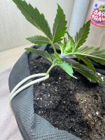 Первый раз в первый напас