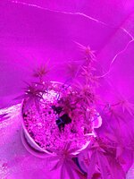 Бомбочка☘️🌲