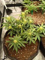 Растим восточную красавицу