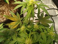 Лимонная Дымка