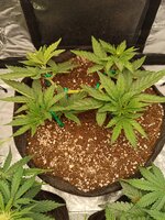 Бесплатная Калифорнийская Семка