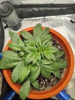 Две подружки убивашки,или приключения инвалида в мире грова часть вторая