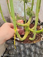 Первый фотик