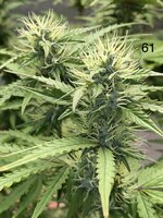 Мой первый* гров