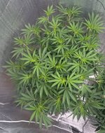 Первый опыт подъема растишки