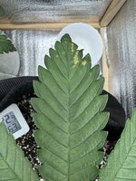 IMG_3527 2.jpeg IMG_3527 2.jpeg