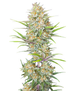 1771532546527.png 1771532546527.png