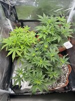 IMG_4625.jpeg IMG_4625.jpeg