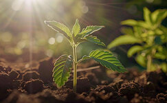 Fototropizm__VvVNqQWkjIB2Ljld.jpg Fototropizm__VvVNqQWkjIB2Ljld.jpg