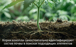 Hemotropizm__xM3te6tp2pTdhelJ.jpg Hemotropizm__xM3te6tp2pTdhelJ.jpg