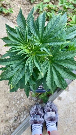 1451F17C-BC2E-46C0-A2B6-31496C9FA9BC.jpeg 1451F17C-BC2E-46C0-A2B6-31496C9FA9BC.jpeg