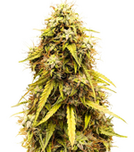 1774278023898.png 1774278023898.png