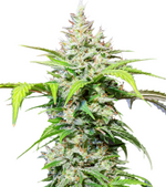 1774278039485.png 1774278039485.png