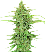 1774278059422.png 1774278059422.png