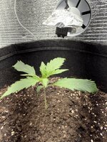 🛠️ Стелс-шкаф на автоматике Sonoff: Как я случайно топнул Big Bud Auto