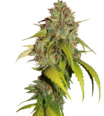 1774427216035.png 1774427216035.png