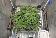 Chita-Chew в кокосовом субстрате на Буйских удобрениях