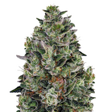 1774878981578.png 1774878981578.png