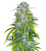 1774879006505.png 1774879006505.png