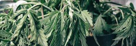 1774879353774.png 1774879353774.png