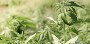 1774879496518.png 1774879496518.png