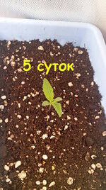5 сут (1).jpg