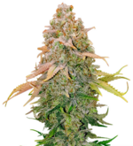 1775321062223.png 1775321062223.png