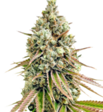 1775321065723.png 1775321065723.png