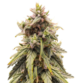 1775321079884.png 1775321079884.png