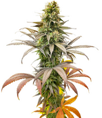 1775404872329.png 1775404872329.png