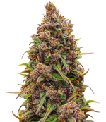 1775404902635.png 1775404902635.png