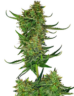 1775405000283.png 1775405000283.png