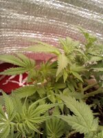 2517e515-3549-4973-b61b-a4230192f423-1_all_10971.jpg 2517e515-3549-4973-b61b-a4230192f423-1_all_10971.jpg