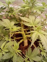 2517e515-3549-4973-b61b-a4230192f423-1_all_10972.jpg 2517e515-3549-4973-b61b-a4230192f423-1_all_10972.jpg