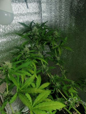 IMG_20220620_214506_581.jpg IMG_20220620_214506_581.jpg