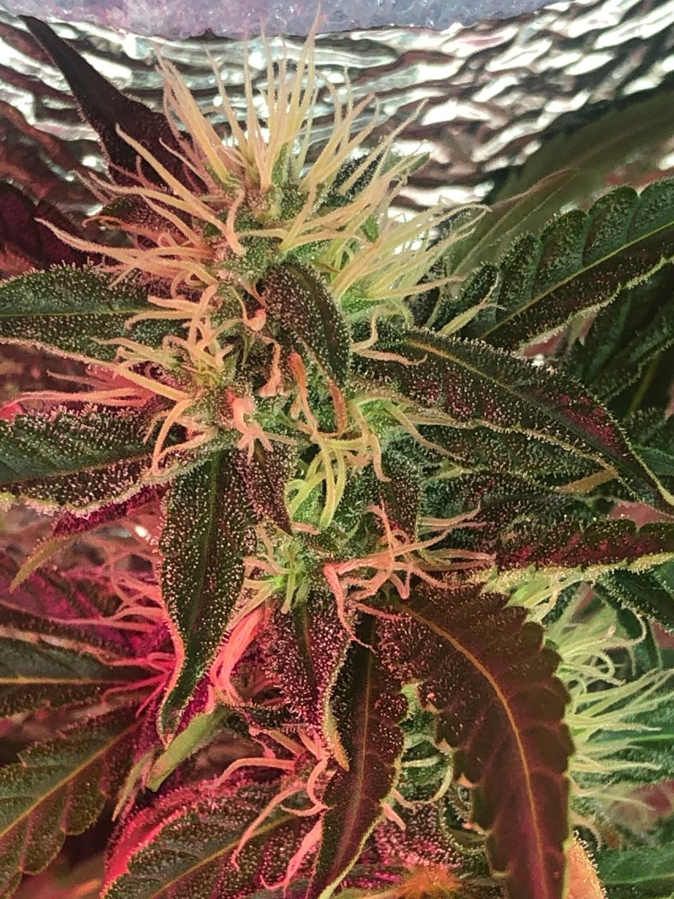 IMG_20220620_215154_065.jpg IMG_20220620_215154_065.jpg