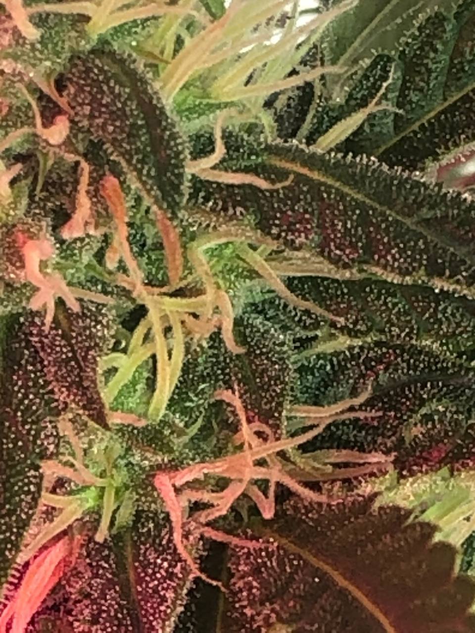 IMG_20220620_215150_029.jpg IMG_20220620_215150_029.jpg