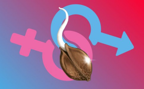 О преимуществах регулярных семян конопли