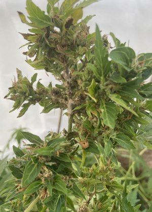 Серая гниль.jpeg