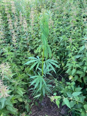 443923A4-36ED-43BC-96A3-612D278FC55B.jpeg 443923A4-36ED-43BC-96A3-612D278FC55B.jpeg