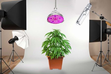 освещение для конопли