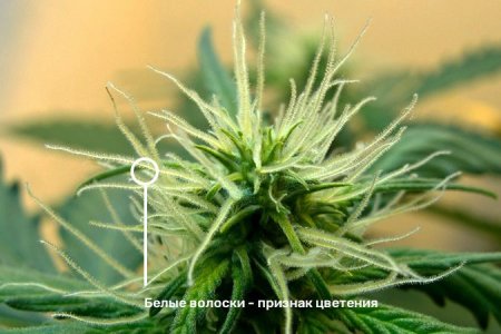 цветение конопли