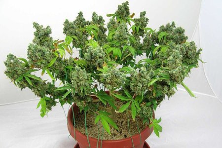 LST подгиб кустов конопли